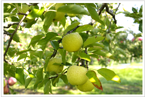 ���}�G�̂��