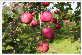 ���}�G�̂��