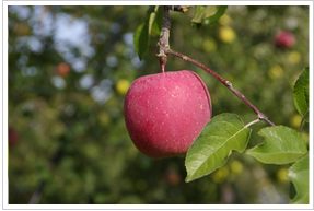 ���}�G�̂��