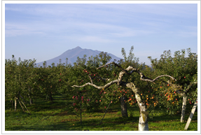 ���}�G�̂��